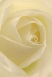 This intimate image draws viewers into the tranquil heart of a cream-white rose, as if discovering solace within its delicate embrace in the heart of Barkingside. The petals unfurl in soft ivory spirals, their edges touched with morning dew, curving gracefully to form a gentle cradle of light and shadow. Subtle gradients of cream and pale peach create a soothing sense of depth, while each fold is illuminated with a serene, almost luminescent glow that echoes Barkingside's calm early mornings. The overall mood evokes peace and reverence-a quiet moment shared between loved ones or a thoughtful tribute delivered discreetly along Cranbrook Road. This rose, carefully selected by a Barkingside Florist artisan, is more than just a blossom; it is the embodiment of meaningful connection, whether chosen to send sympathy, admiration, or hopes for new beginnings. The close-up perspective captures the intricate artistry and care behind every arrangement, while a faint, sweet aroma seems to drift through the air-a gentle reminder of the florist's devotion to their craft and their community. With each perfectly arranged layer, the rose offers comfort and beauty, making it a treasured choice for marking important occasions or simply sharing a heartfelt gesture in Barkingside.